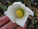 helleborus niger