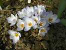 crocus Blue Pearl