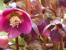 helleborus orientalis