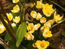 crocus Cream Beauty