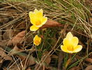 crocus Cream Beauty