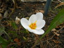 crocus Jeanne dArc