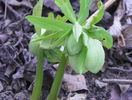 helleborus viridis