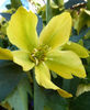Helleborus_yellow_lady
