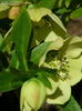 Helleborus_yellow_lady