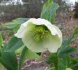 Helleborus_yellow_lady