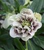 Helleborus Double Ellen White Spotted,ok