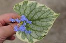 Brunnera macrophylla Kings Ransom