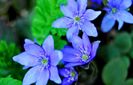 hepatica nobilis