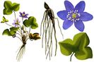 hepatica nobilis