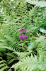 primula beesiana