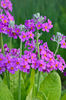 primula beesiana