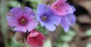 pulmonaria samurai-pierduta
