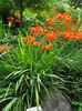 Crocosmia_x_crocosmiflora1