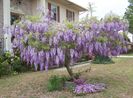 gliciach-na-mov-wisteria-floribunda