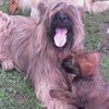 Ciobanesc de Brie BRIARD