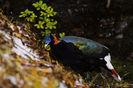 Lophophorus Sclateri.