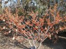 Hamamelis mollis et H. x intermedia Diane