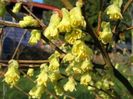 Corylopsis pauciflora