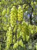 corylopsis sinensis