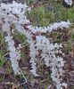 Abeliophyllum distichum- Forsythia alba parf