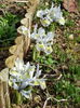 incep si irisii reticulata