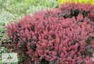 berberis-thunbergii-atropurpurea-nana