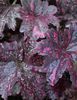 heuchera_midnight_rose_1