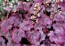 heuchera_plum_royale_1