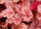 heuchera_sparkling_burgundy_1