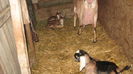 Picture 7785