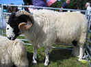 Berbec Rough Fell la stand-832