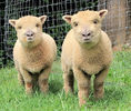 Doi miei Babydoll Southdown-y7