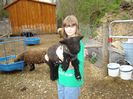Mielusel frumos din rasa Babydoll Southdown