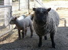 Oaia cu mielul  Babydoll Southdown