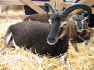 Oaie de rasa Soay cu mielusel