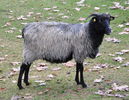 Oaie germana Heidschnucke