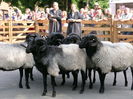 Oi frumoase Heidschnucke-65