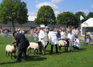 Oi Norfolk Horn la Expozitie-7sa