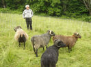 Rasa de oi Icelandic-85