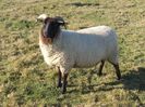 Rasa Norfolk Horn da,,,