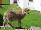 Rasa Soay -9jh