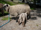 Tot rasa Babydoll Southdown