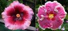 Hibiscus Plum Pizzazz  & Tahitian Imperial Blossom