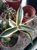 agave lophantha v quadricolor