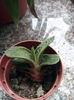 Gasteria little warty
