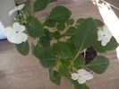 Impatiens (sporul casei) udare watering