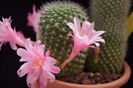 Rebutia kariusiana