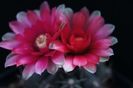 Gymnocalycium baldianum