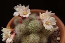 Rebutia albiflora